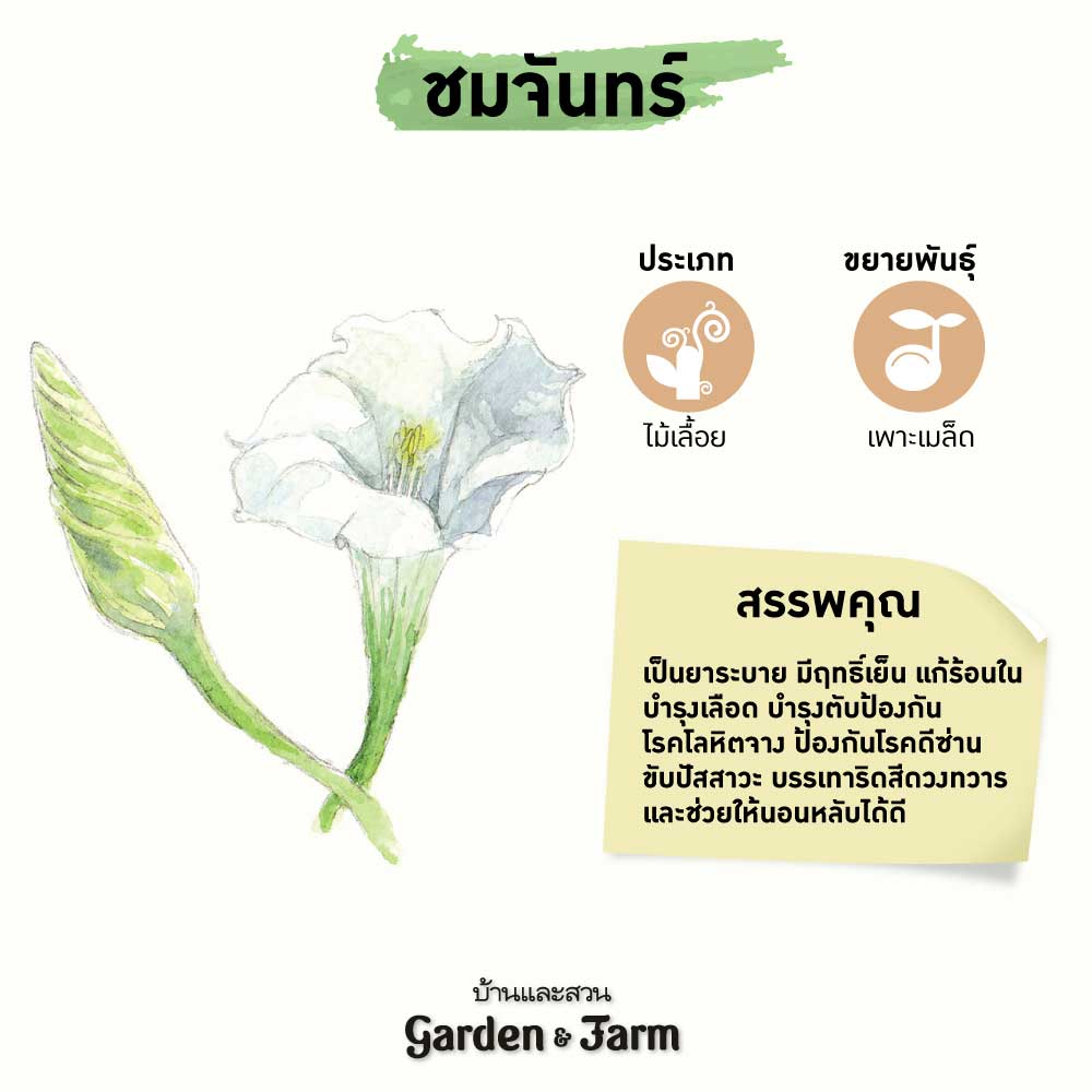 ชมจันทร์