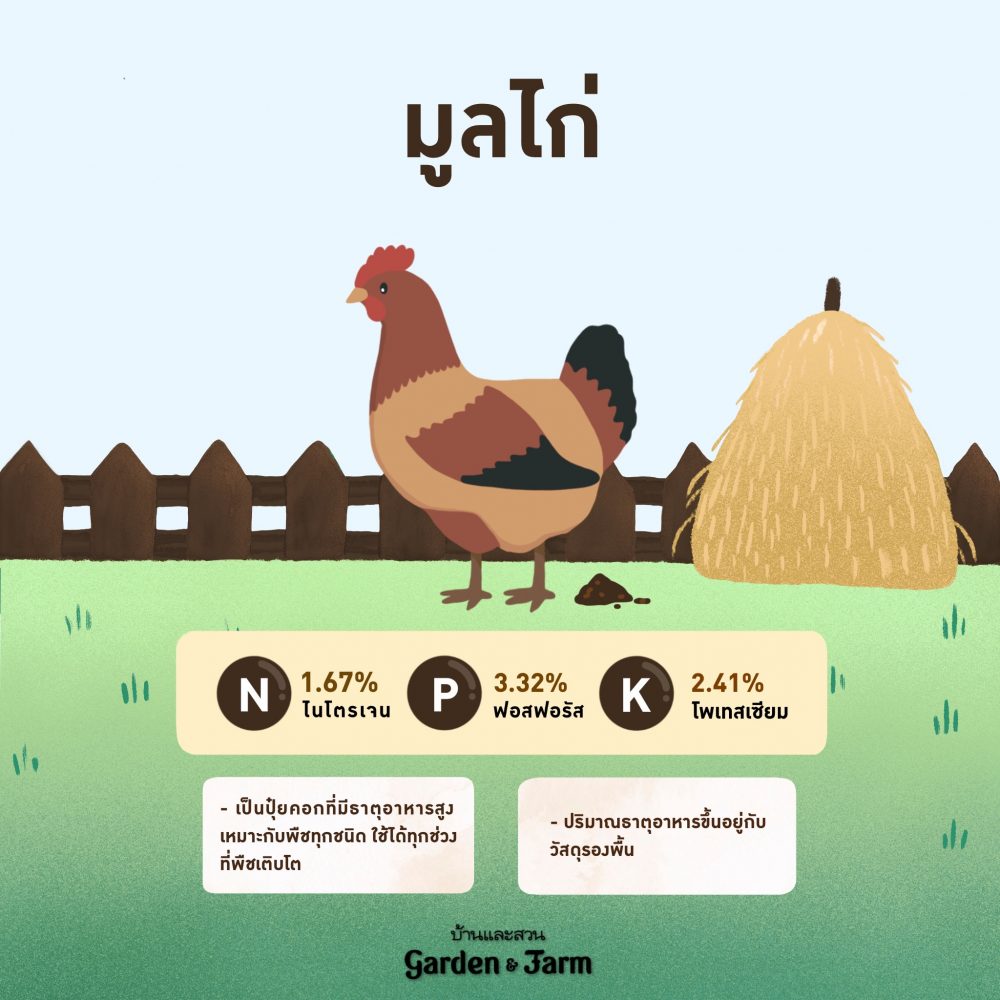 ปุ๋ยขี้ไก่