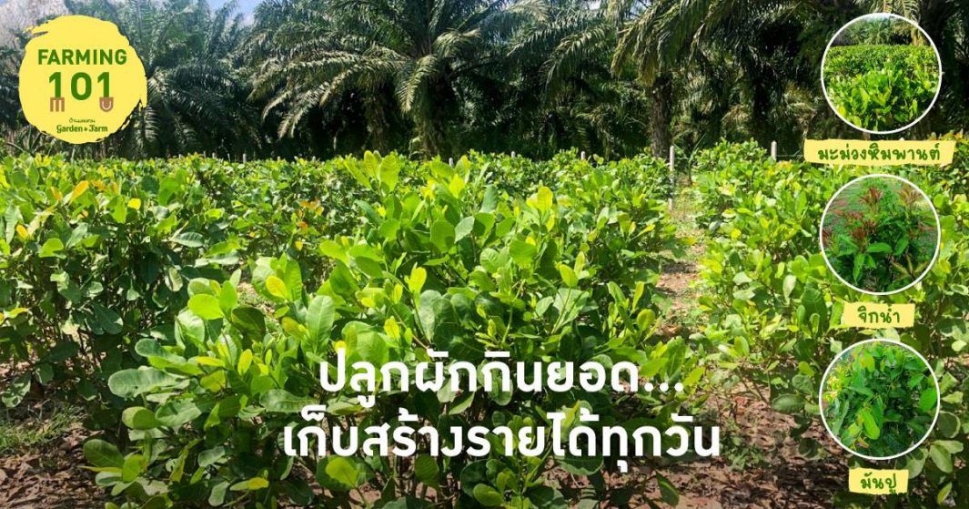 ผักกินยอด