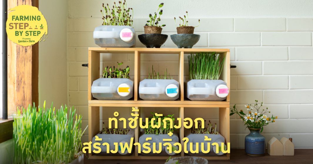 ปลูกผักงอก