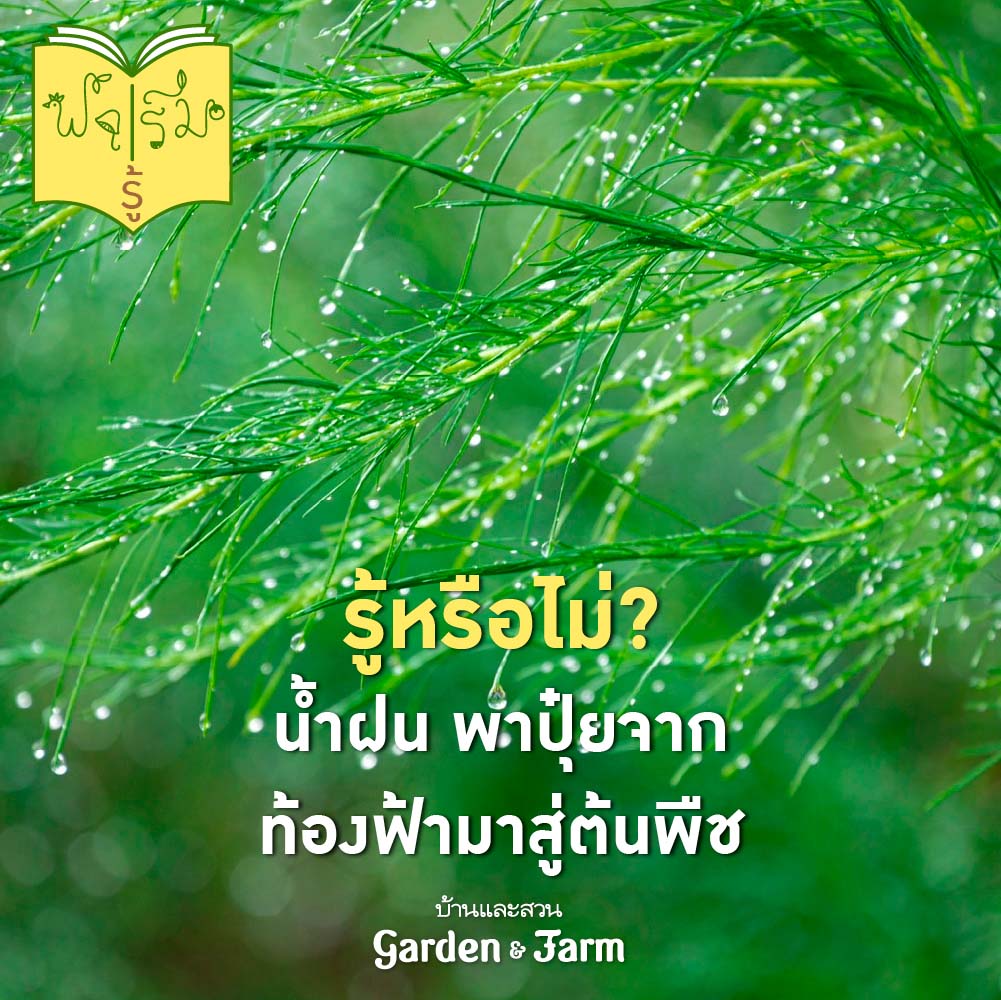 วิธีปลูกผักสวนครัว ไนโตรเจนในน้ำฝน