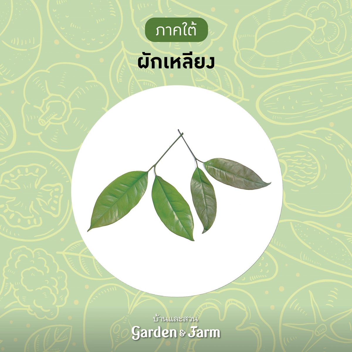 ผักเหลียง ผักพื้นบ้าน