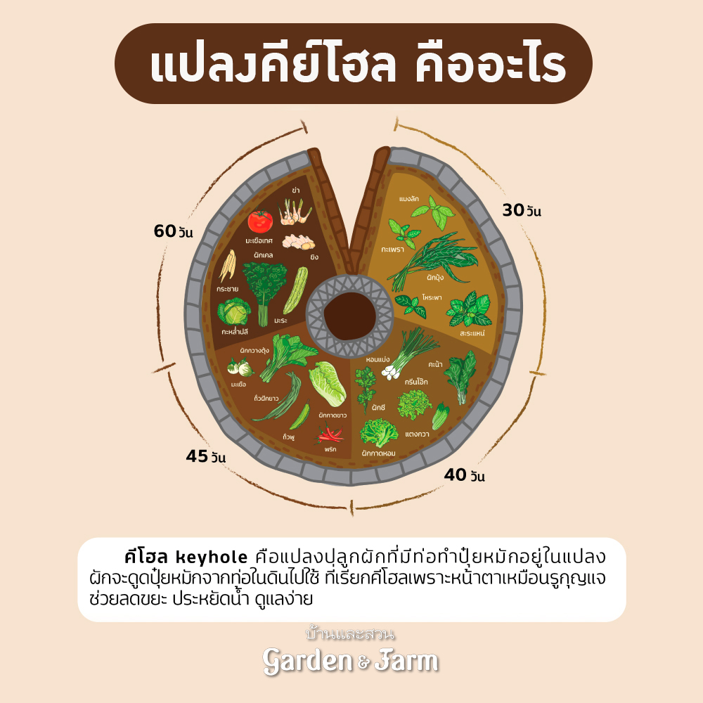 แปลงผักคีย์โฮล